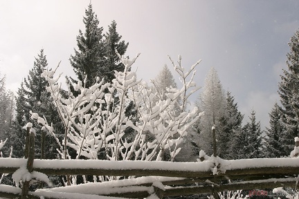 Wintermärchen Wechsel (20090103 0002)